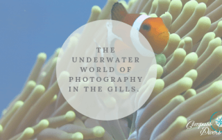 Clown fish in his anemone.