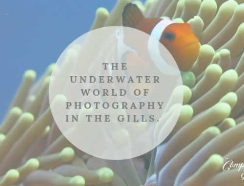 The underwater world of photography in the Gillis.