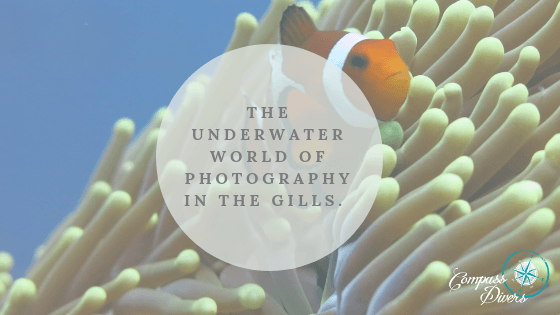 Clown fish in his anemone.
